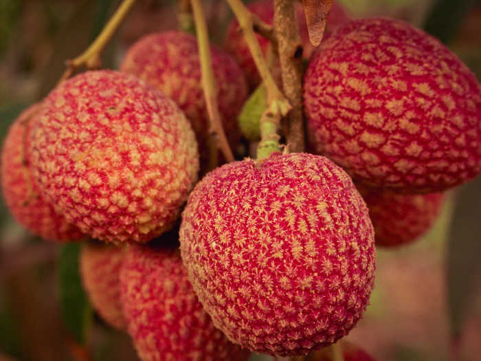Shahi Lichi